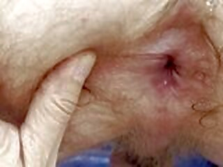 stepson breeding